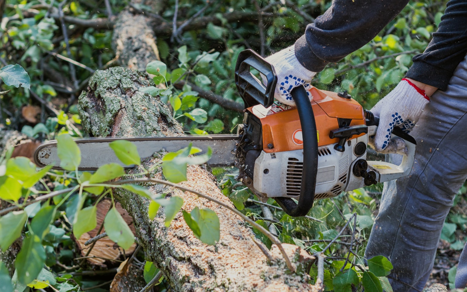 Tree Trimming